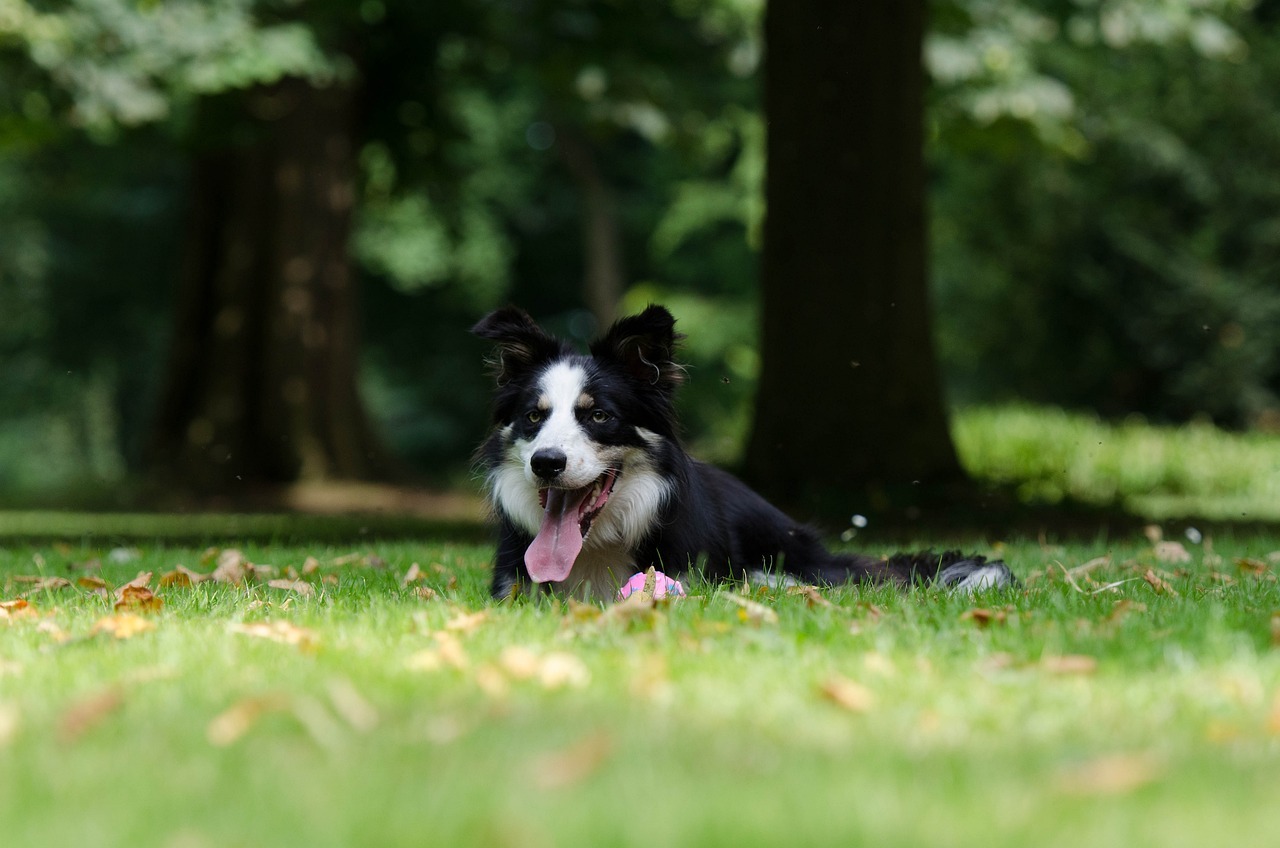 All modern Border Collies are the