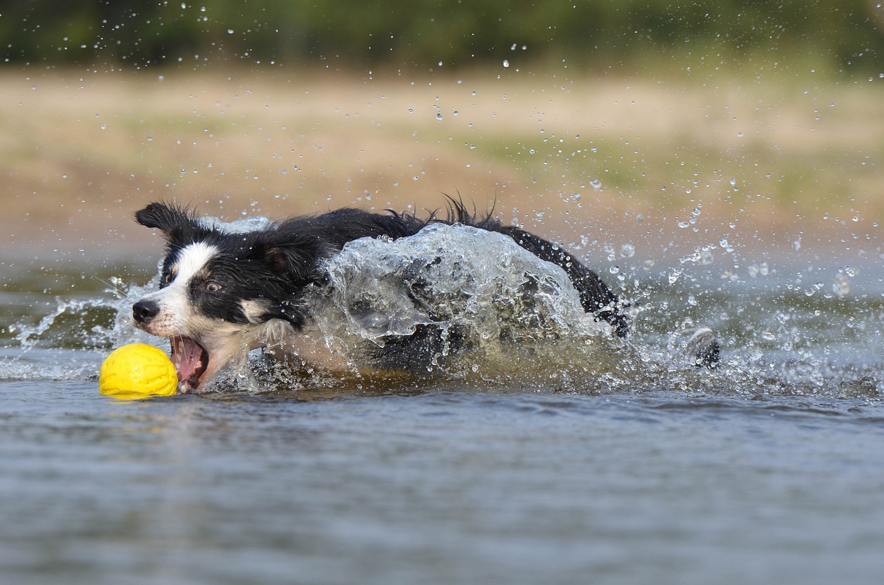Border Collies does a lot of other things -- not just herding