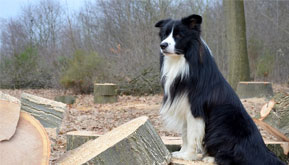 Poet Robert Burns owned and wrote about a Border Collie
