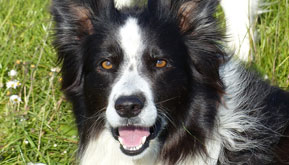 Where did the name "Border Collie" come from?