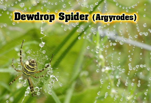 Dewdrop spider