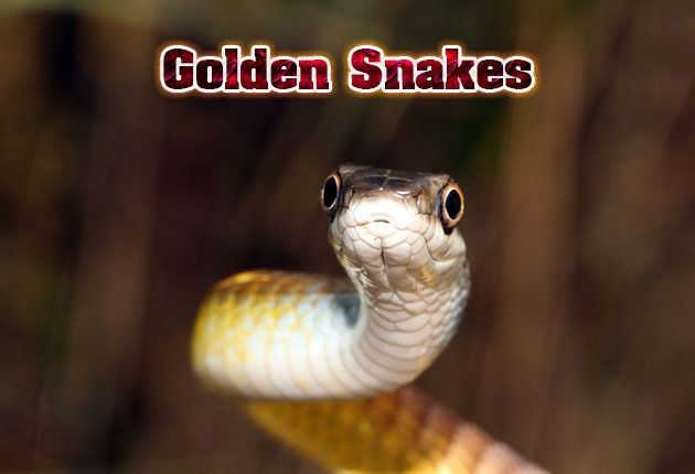 Golden snakes