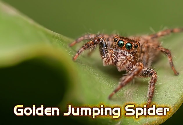 Golden jumping spider
