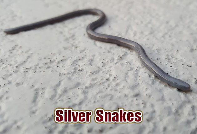 Silver snakes