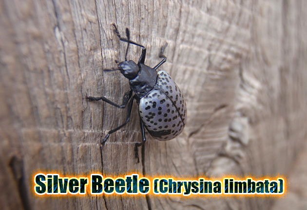 Silver beetle