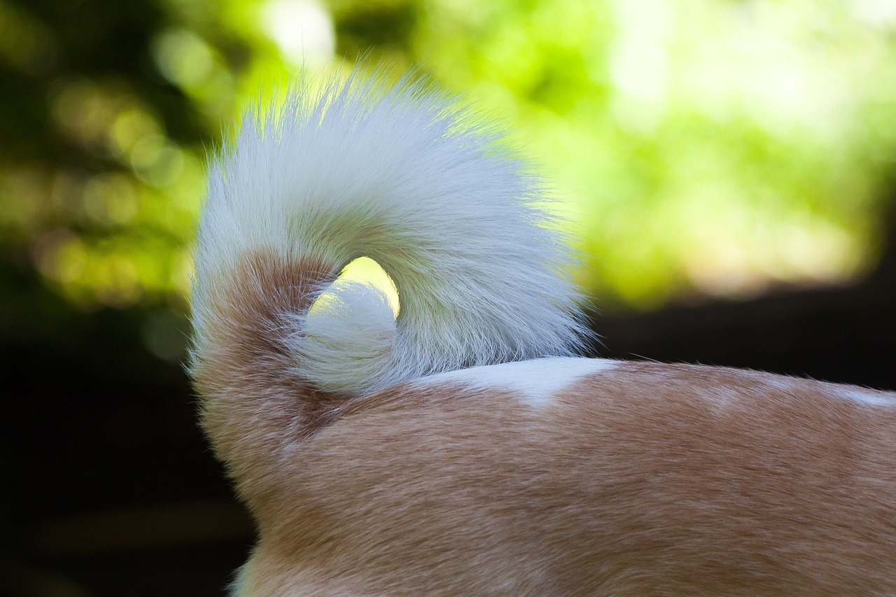 What Is the Meaning Behind a Dog’s Tail Movements