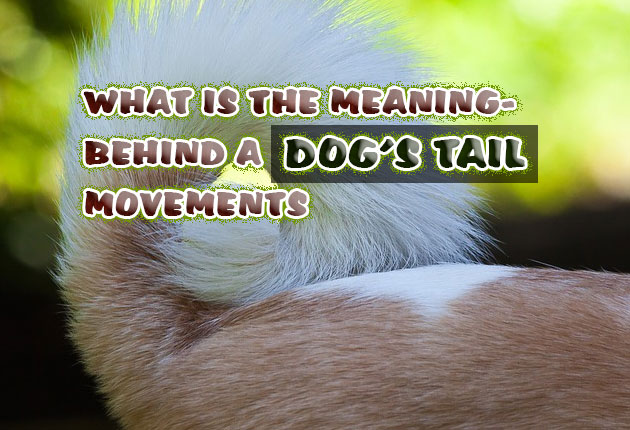 What Is the Meaning Behind a Dog’s Tail Movements