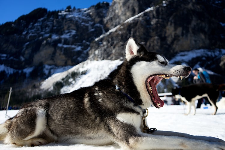 Interesting Facts About Alaskan Sled Dogs