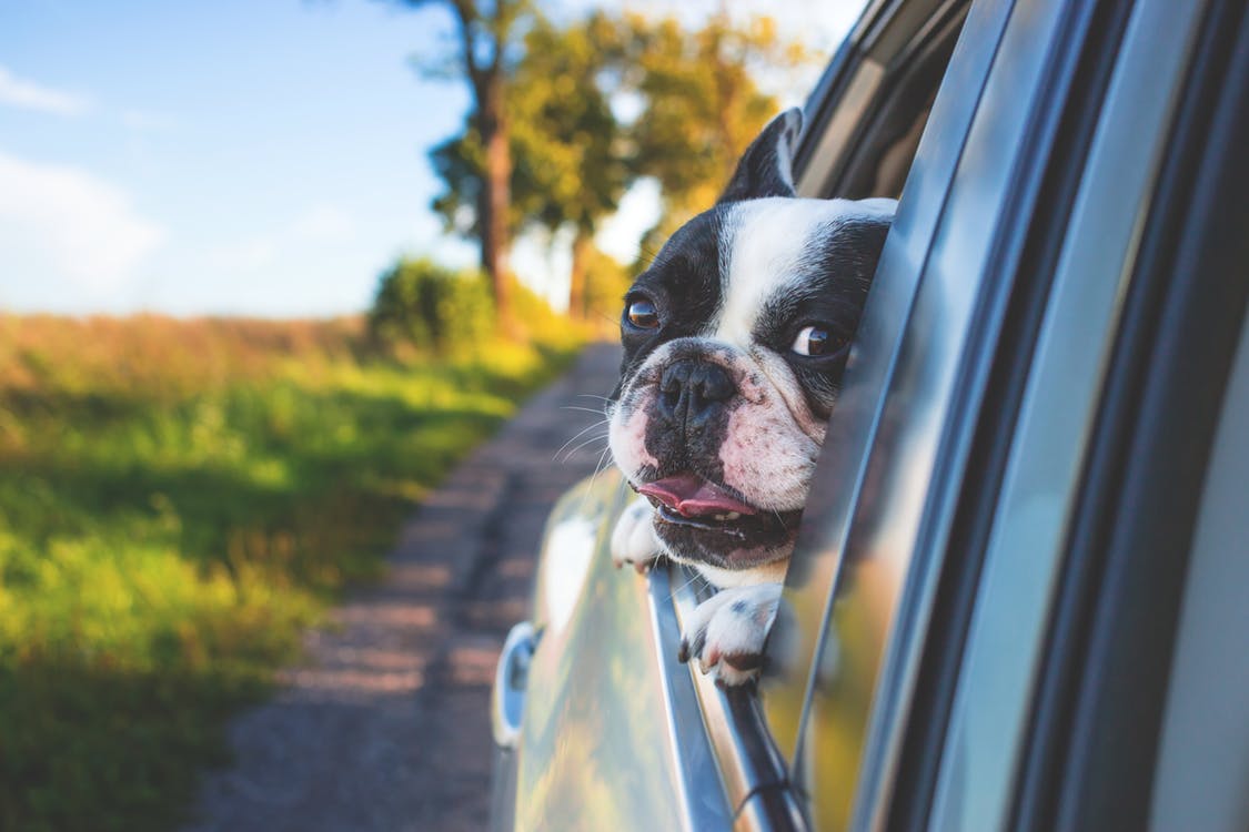 Ways To Make Your Dog Feel Comfortable While Traveling With You