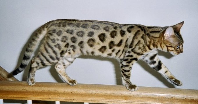 leopard spotted domestic cat