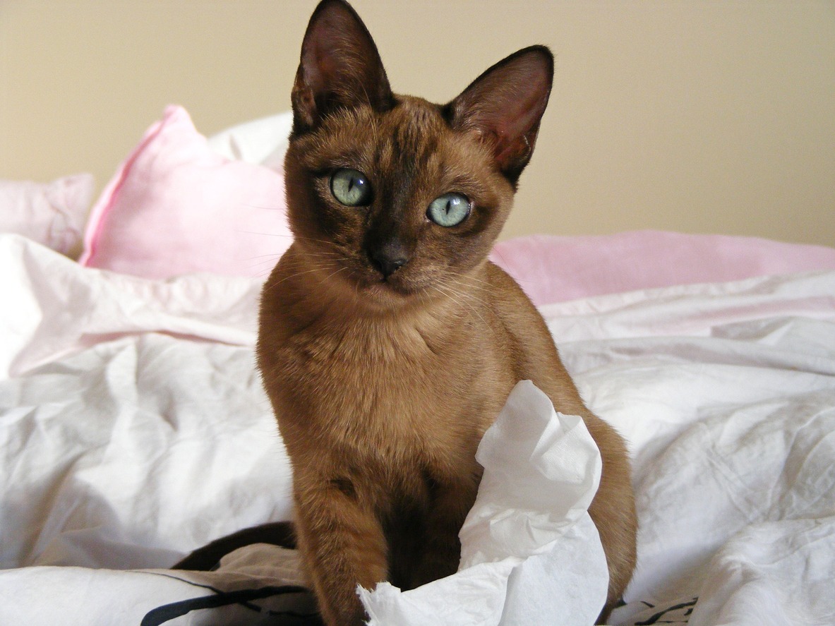 Caring for a Tonkinese Cat