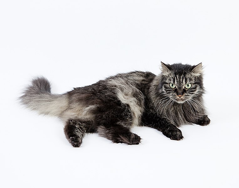 Siberian – The National Cat of Russia