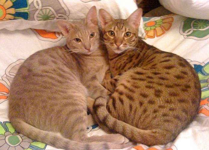 The Spotted Ocicat
