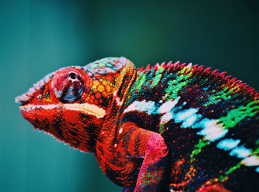 Ten Fascinating Facts About Reptiles