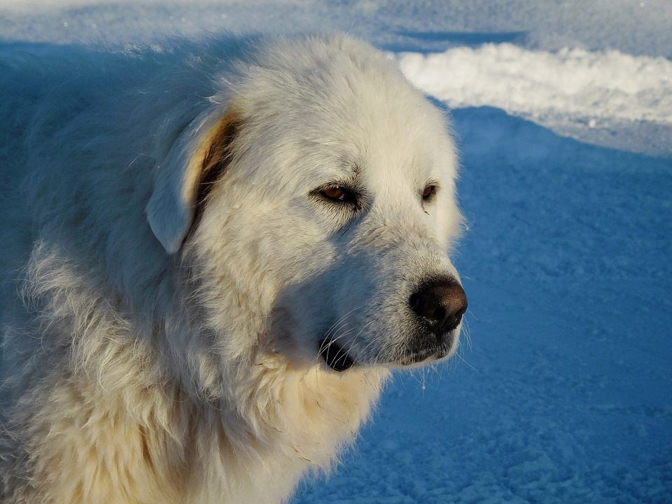 Great Pyrenees 2