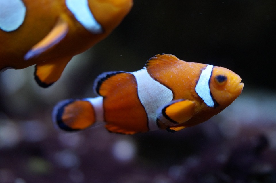 How to Care for Saltwater Fish 2