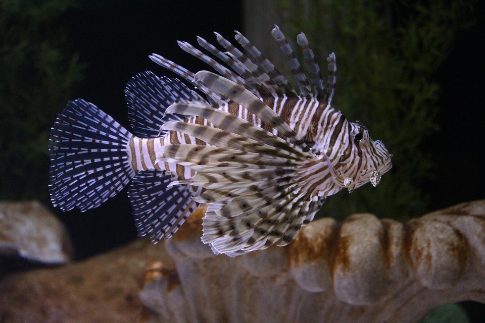 How to Care for Saltwater Fish