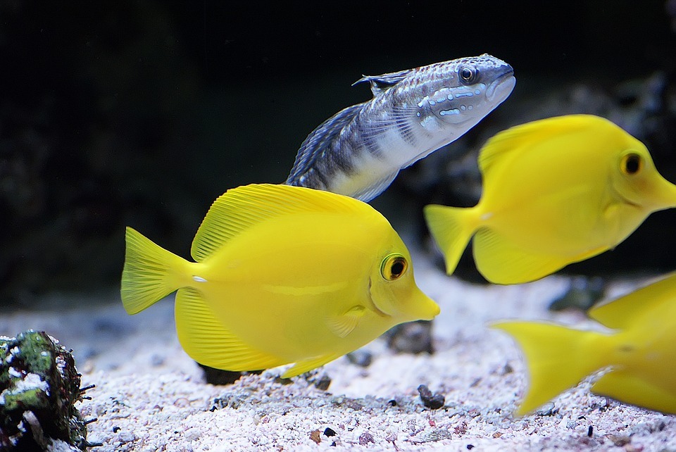 How to Care for Tropical Fish