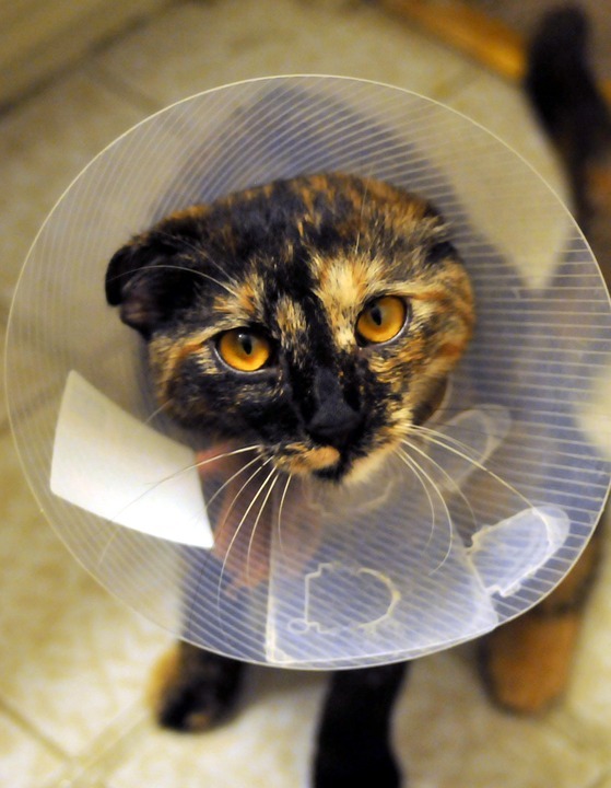 Why Spaying and Neutering Your Pet is Important