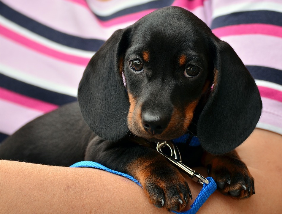 Puppy on an arm