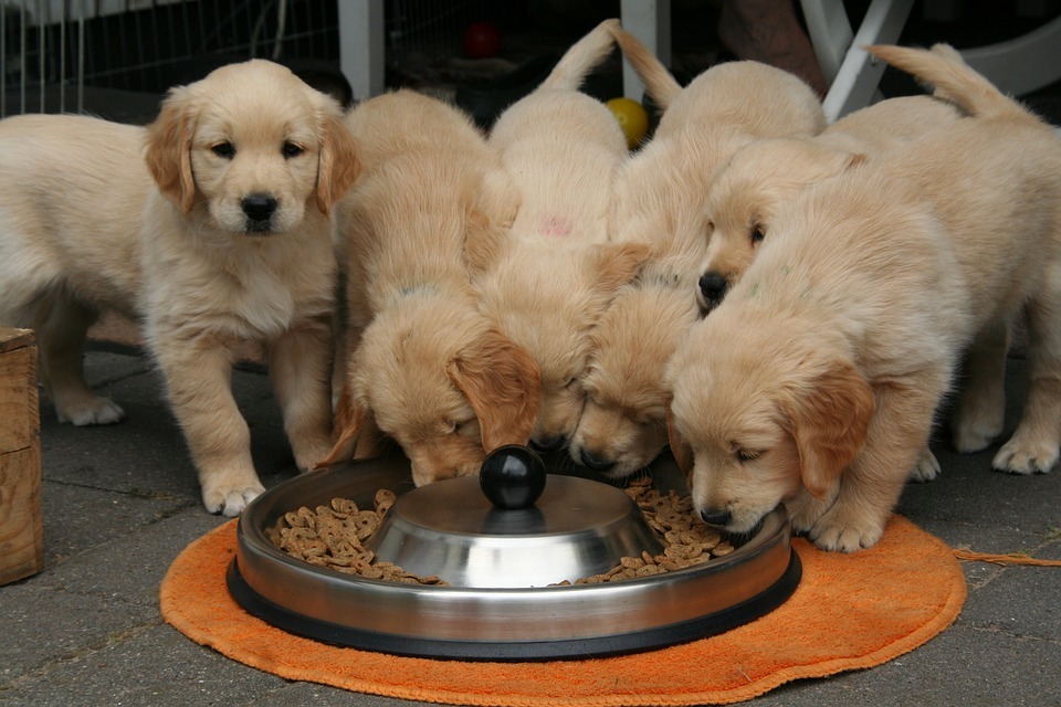 Six dogs eating pet food