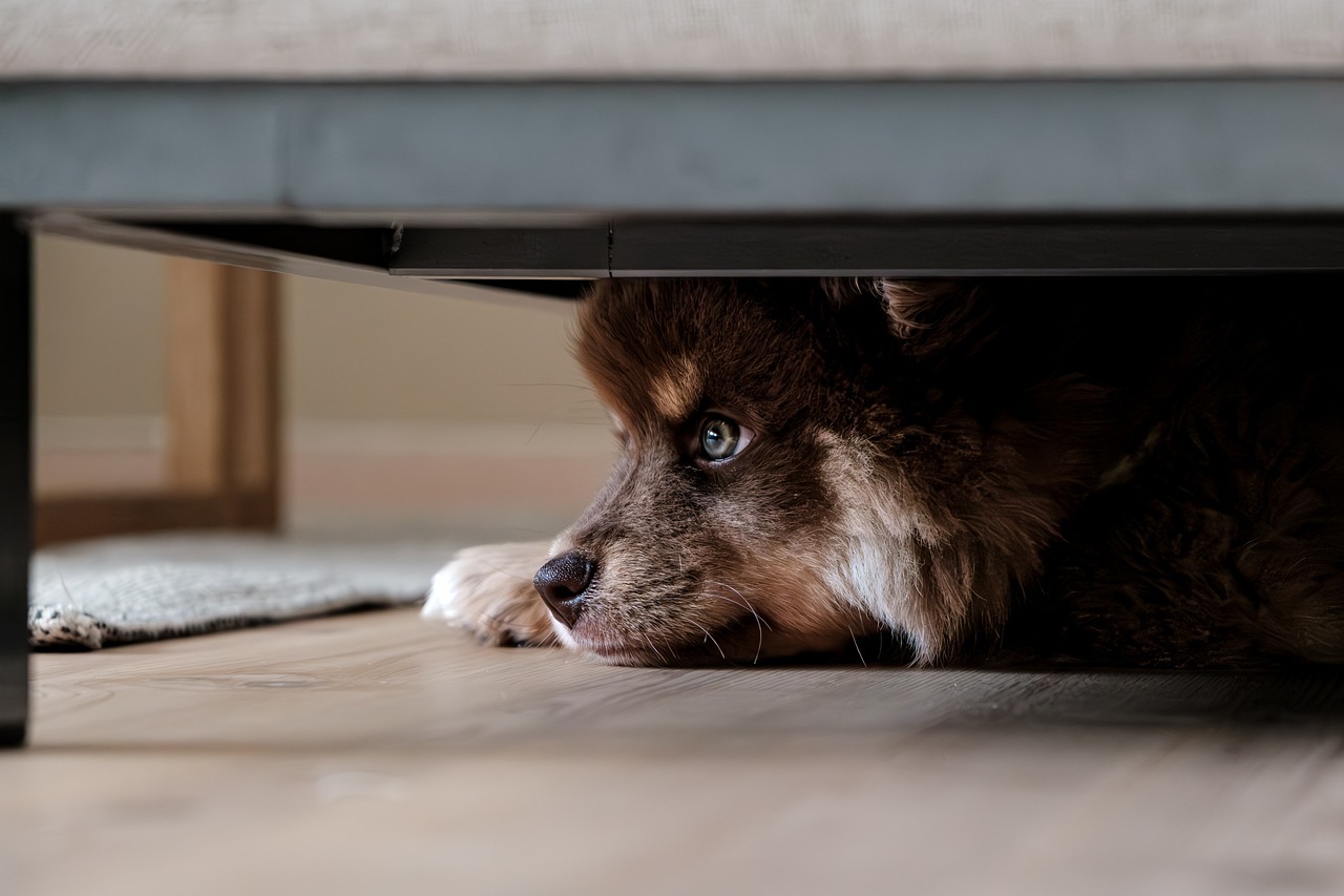 3 Harmful Substances at Home that Are Toxic to Your Pets