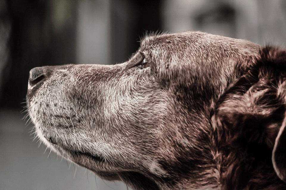 What is Hip Dysplasia in Dogs and How Can It Be Managed