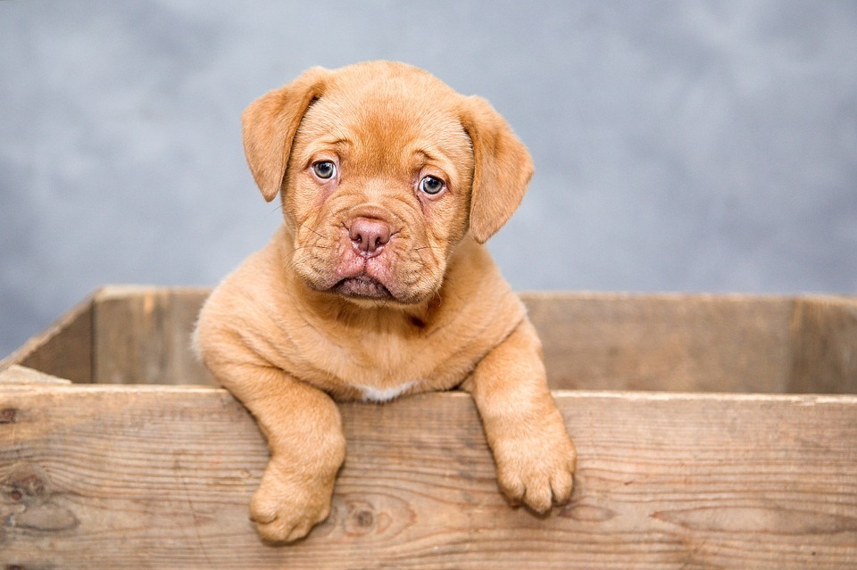 6 Amazing Perks of Having a Puppy