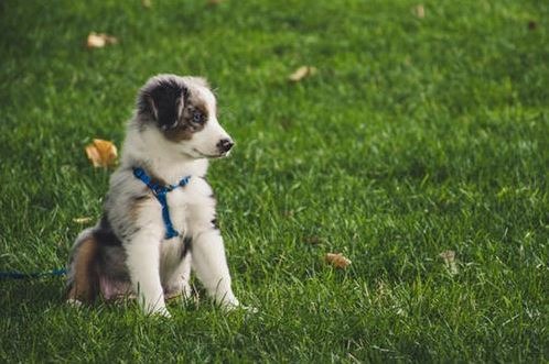 Top 6 Training Tips for Your New Puppy