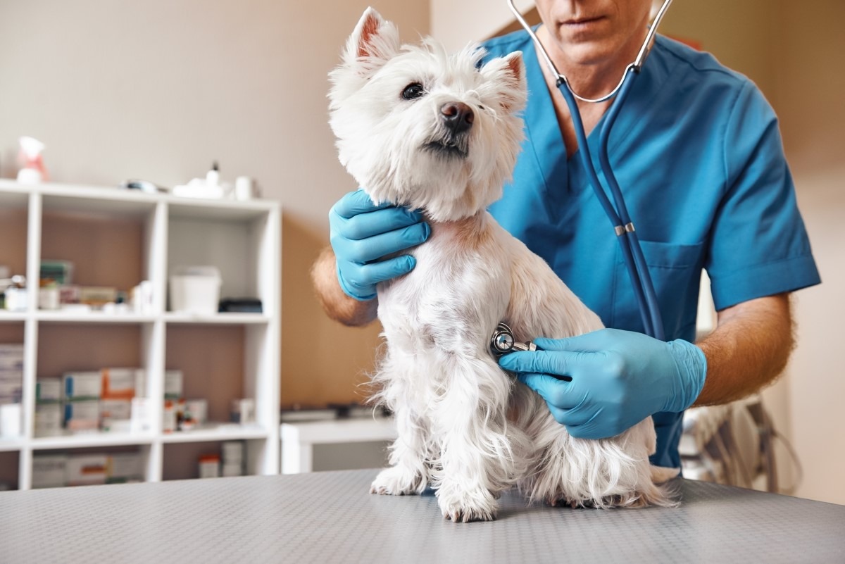 5 Reasons to Get Your Pet Checked Regularly with a Vet
