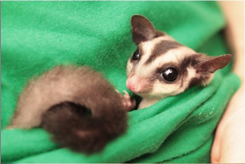 5 Fascinating Sugar Glider Facts Thatll Make You Love Them Even More