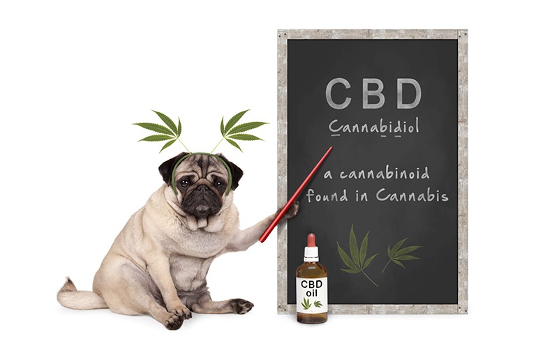What Are The Known Benefits Of Using CBD Oil For Dogs