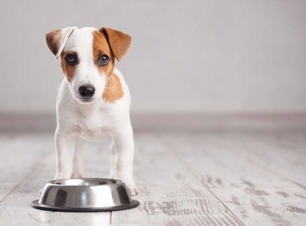 5 Tips on Creating a Healthy Diet For Dogs