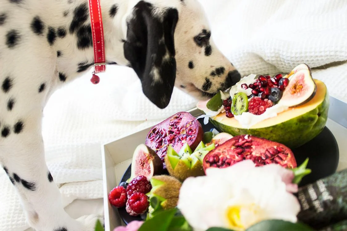 Dog Nutrition: What Your Pet Should Eat To Keep Them Strong And Healthy