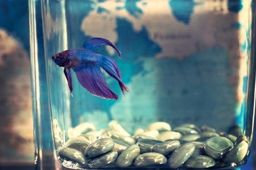 Starting Your Home Aquarium: The 5 Best Fish for Beginners