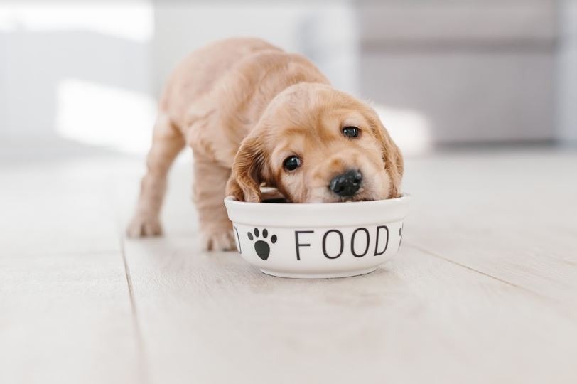 What Your Pet Should Eat To Keep Them Strong And Healthy