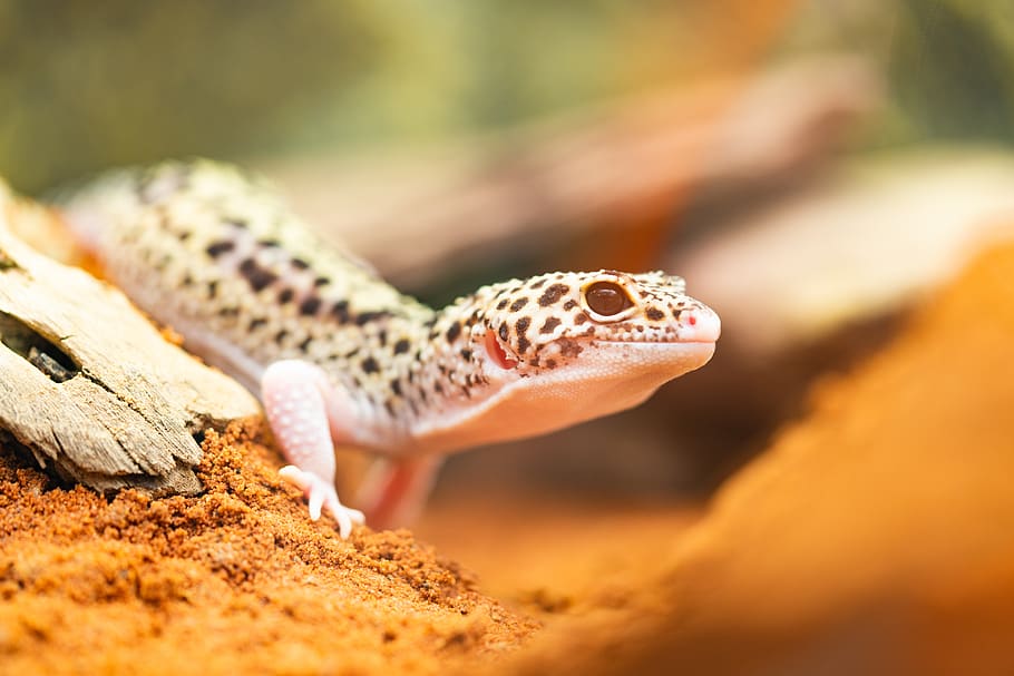 gecko-leopard-gecko-lizard-reptile