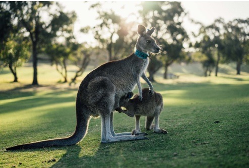 6 Australian Animals You Must See When Visiting