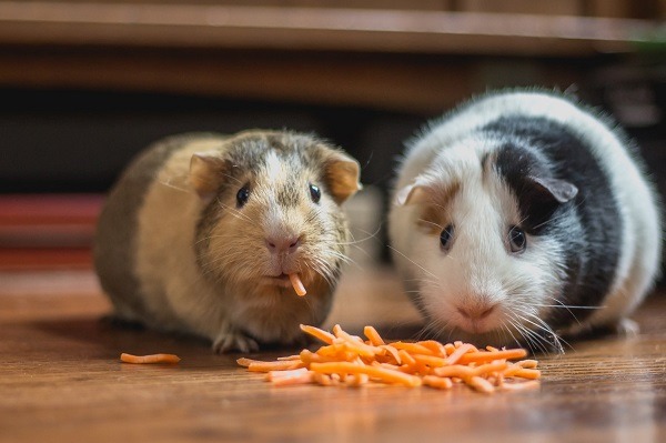 A Guinea Pig (Or Two)