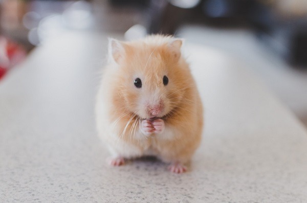 A Hamster 