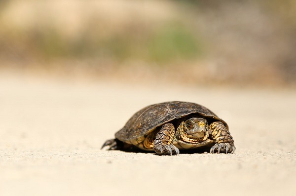 A Tortoise