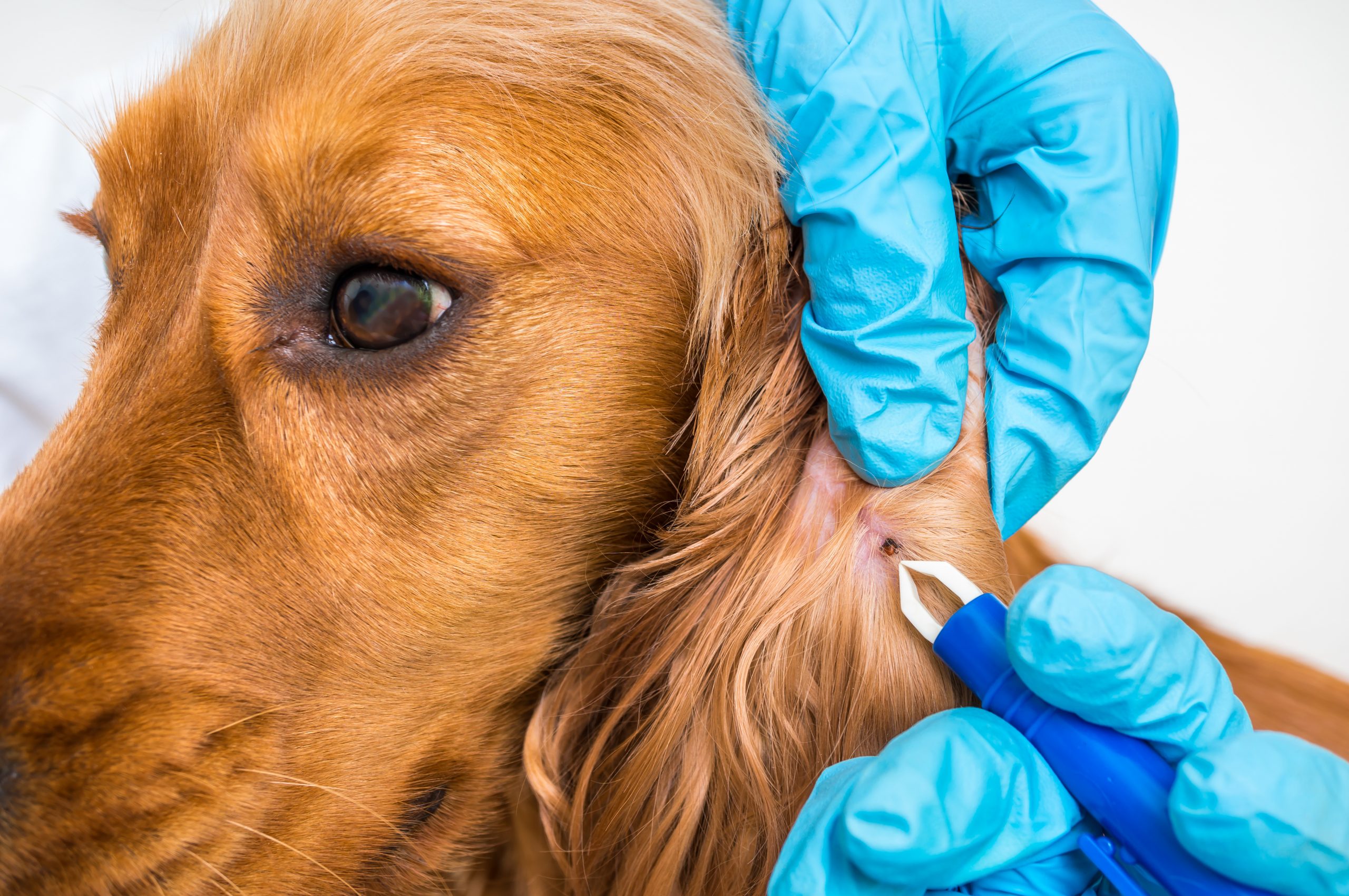 Veterinarian removing a tick from the Cocker Spaniel dog