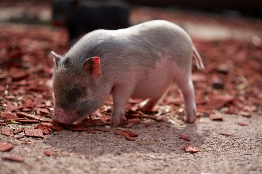 The Pros and Cons of Keeping Pot Bellied Pigs as Pets