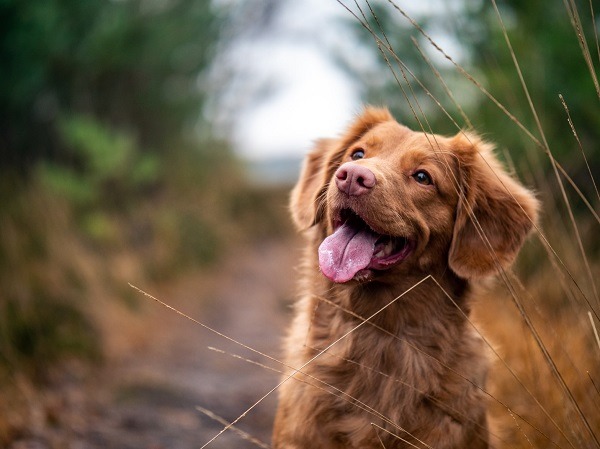 A puppy looking up with its tongue out amid shrubbery