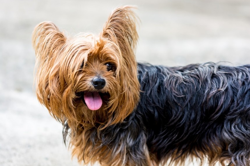 Yorkshire terrier in the outdoors