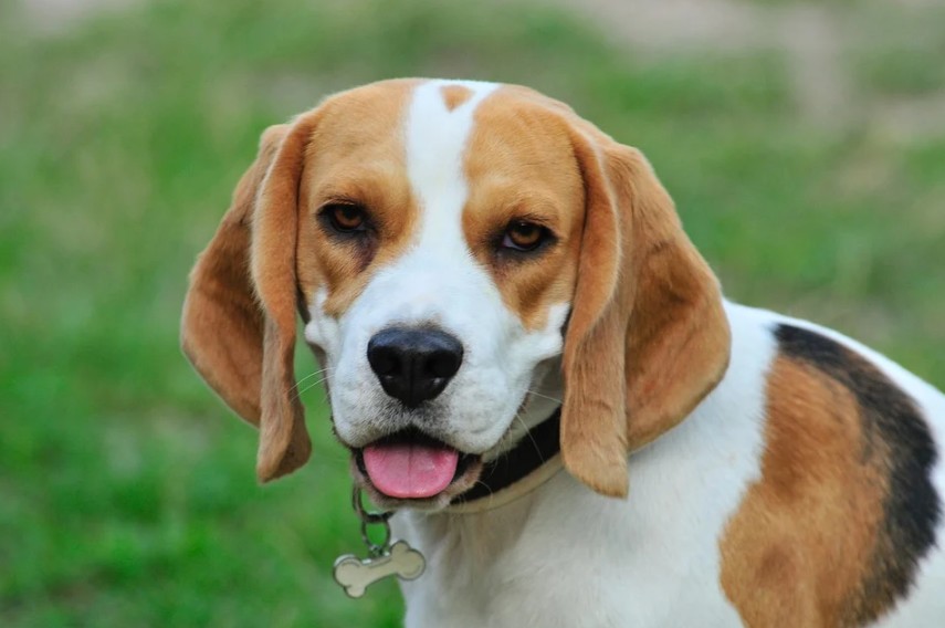 beagle face