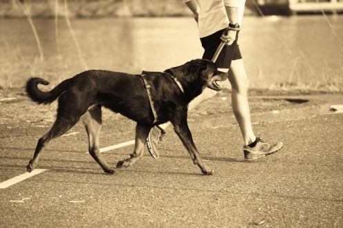 5 Fun Exercise Ideas to Do With Your Dog