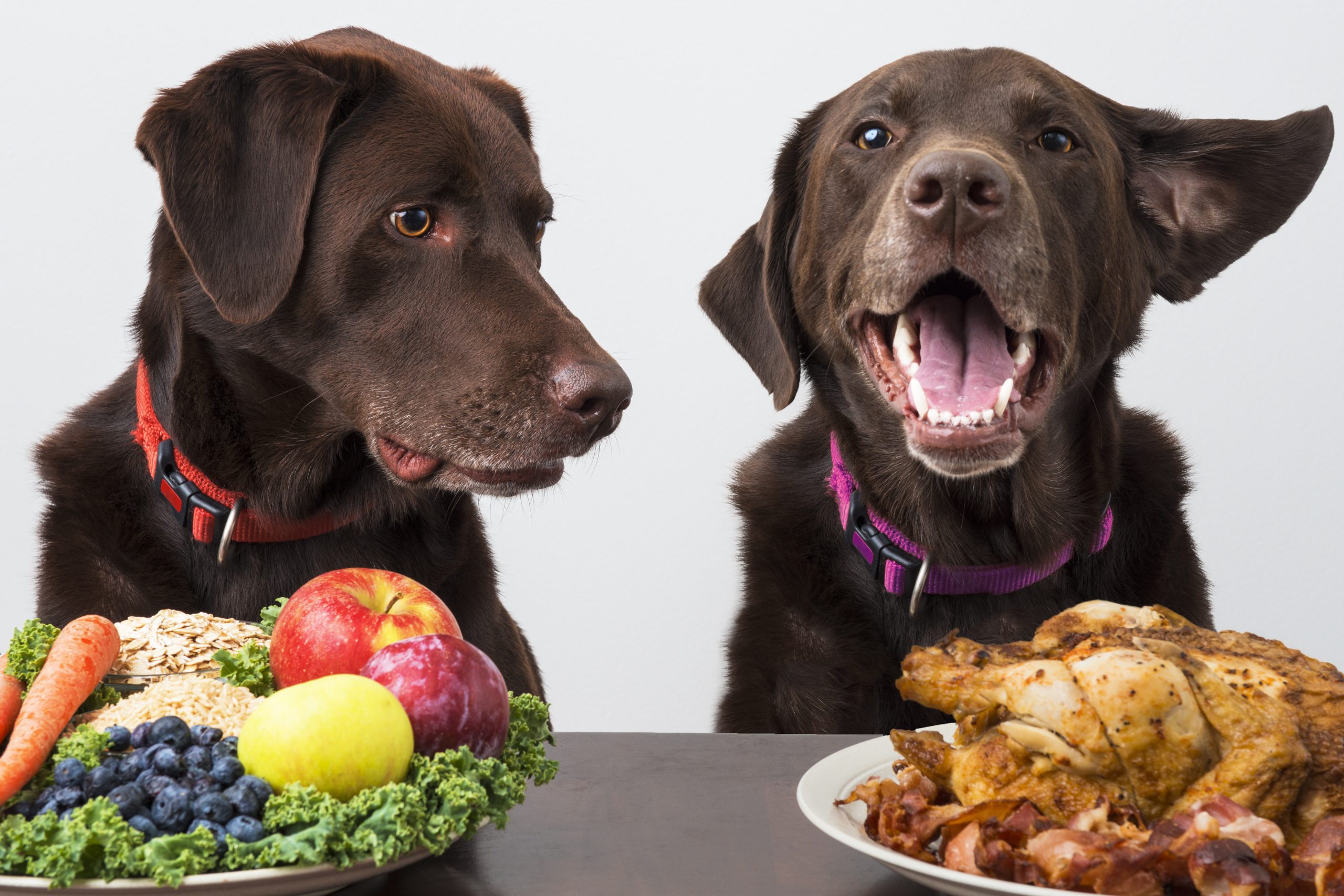 Food diet for pets