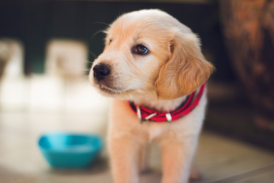 How to Potty Train a Puppy