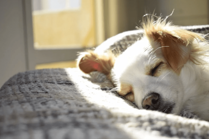 7 Telltale Signs Your Dog Is Suffering From Osteoarthritis